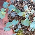 Geranium rotundifoliumFeuille