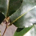 Lecythis pisonis Leaf