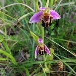 Ophrys apifera Folio