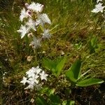 Menyanthes trifoliata Flor