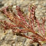 Calyptridium monandrum Hábito