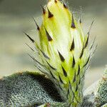 Astrophytum myriostigma Blomma