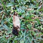 Vatairea erythrocarpa Плод