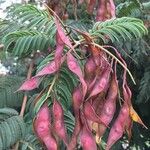 Senegalia ataxacantha Fruit