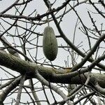 Ceiba speciosa Fruit