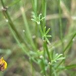 Genista radiata 叶