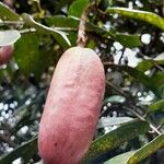 Dacryodes edulis Fruit