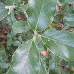 Garrya elliptica Leaf