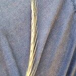 Festuca myuros Floare