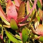 Leucadendron salignum Blad