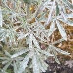 Lupinus angustifolius Blatt