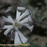 Silene succulenta Blüte