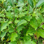 Viburnum nudum Leaf