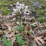 Cardamine angulata Blüte