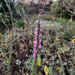 Liatris aspera Flower