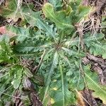 Hypochaeris glabra Leaf