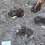 Rheum palmatum Hábito