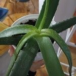 Aloe vera葉