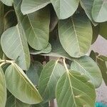 Calotropis gigantea Hoja