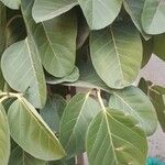 Calotropis gigantea Blatt