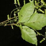 Serjania membranacea Flower