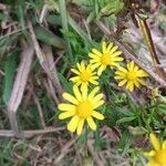 Senecio madagascariensis Levél