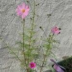 Cosmos bipinnatusFiore