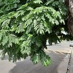 Caesalpinia pluviosa Leaf