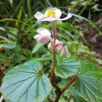 Begonia fischeri Кветка