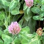 Trifolium pratense Blomma