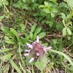 Lamium hybridumFlor