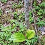 Cypripedium acaule 整株植物