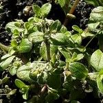 Cerastium semidecandrum Blad