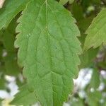 Clematis lasiantha Leaf