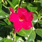 Mandevilla sanderi 花