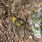 Lomatium triternatum Hàbitat