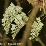 Hymenophyllum tunbrigense Іншае