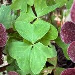 Oxalis latifolia叶