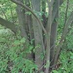 Acer carpinifolium Ekosanga
