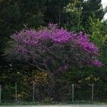 Cercis canadensisΛουλούδι