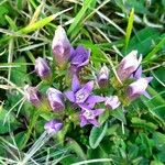 Gentianella germanica Hábito