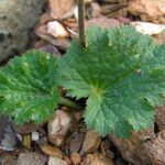 Jepsonia malvifolia Leaf