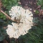 Edgeworthia tomentosa Λουλούδι