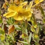 Hypericum cerastoides Blodyn