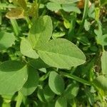 Desmodium intortum Blatt