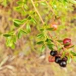 Vaccinium myrsinites Leaf