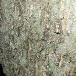 Celtis occidentalis Bark