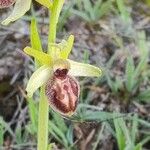 Ophrys × arachnitiformis Blomst