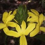 Barleria oenotheroides Kwiat