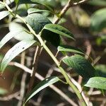 Leucothoe fontanesiana Leaf